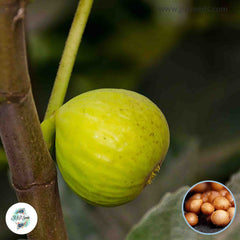 30 Kadota Ficus Carica Seeds Fig Seeds Tropical Bonsai Rare Fruit Seeds