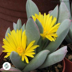 Schwantesia triebneri / 40 seeds
