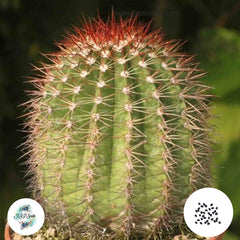 40 Seeds Melocactus broadwayi Cactus Succulent seeds