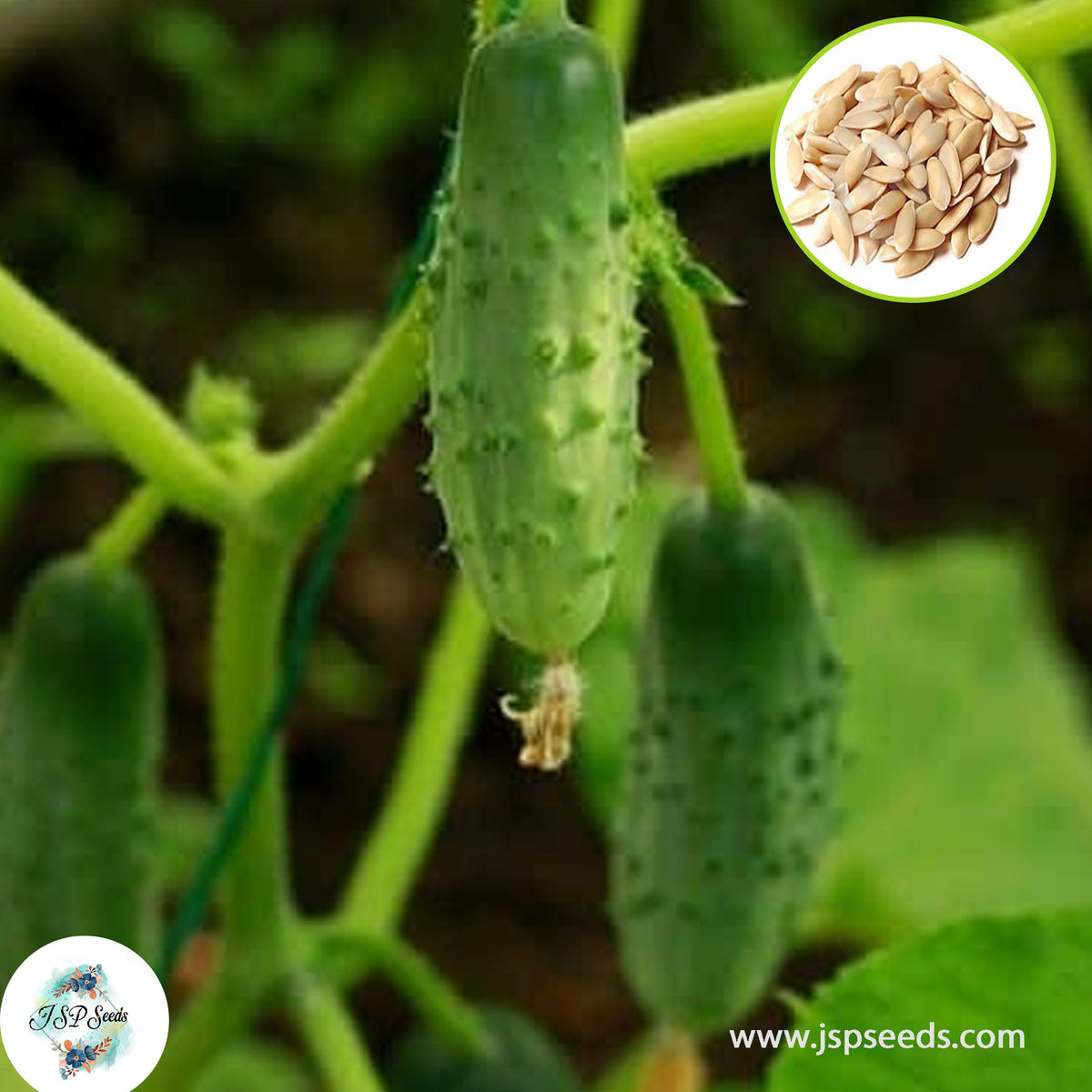 30 Mini Cucumber Bonsai Watermelon Dwarf Heirloom Seeds (Vegetable Potted Plants)