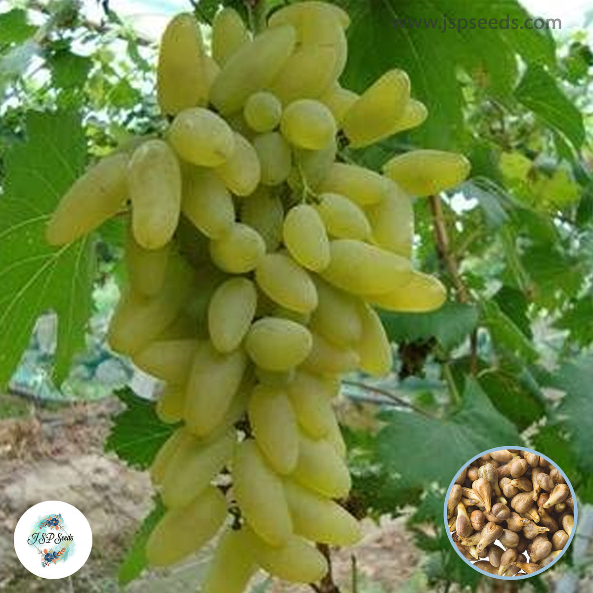 30 True Golden Finger Green Sweet Grape Organic Bonsai Plant Delicious Fruit Seeds