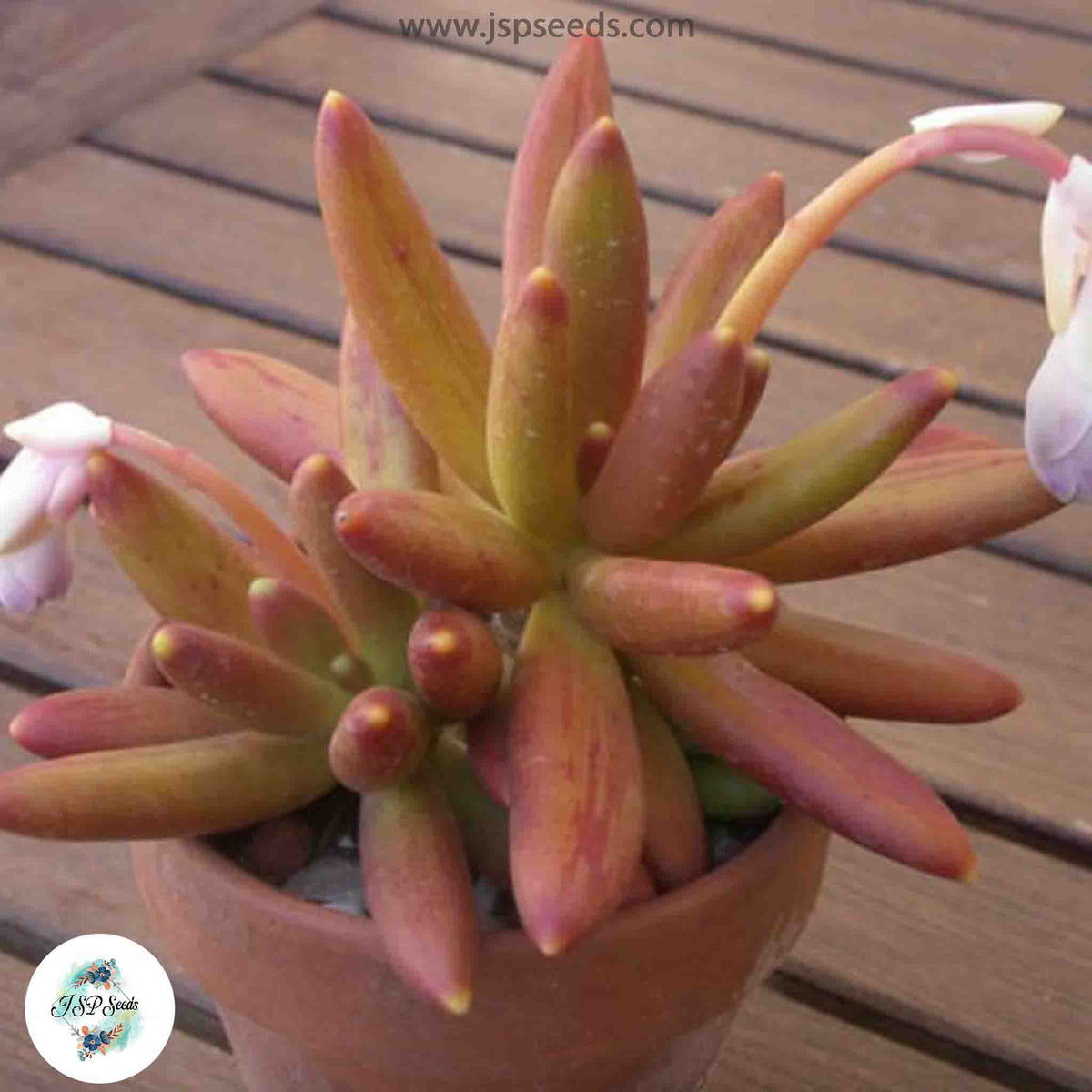 Pachyphytum viride / 40 seeds