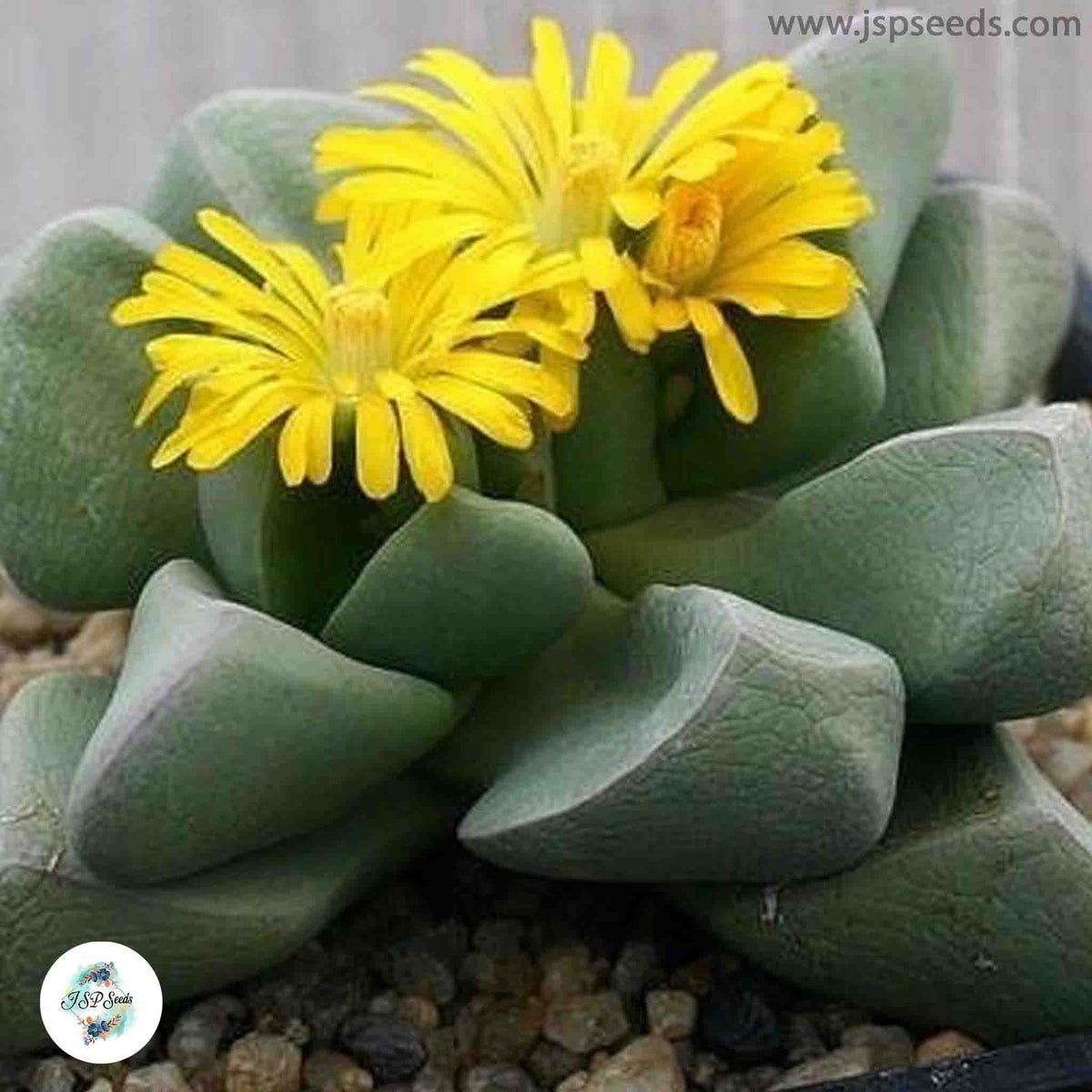 Bijlia cana / 40 seeds (Prince Albert Vygie)