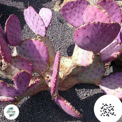 40 Seeds Opuntia violacea v. macrocentra Cactus Succulent seeds