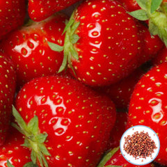 100 Red Strawberry Seeds (Fruit)