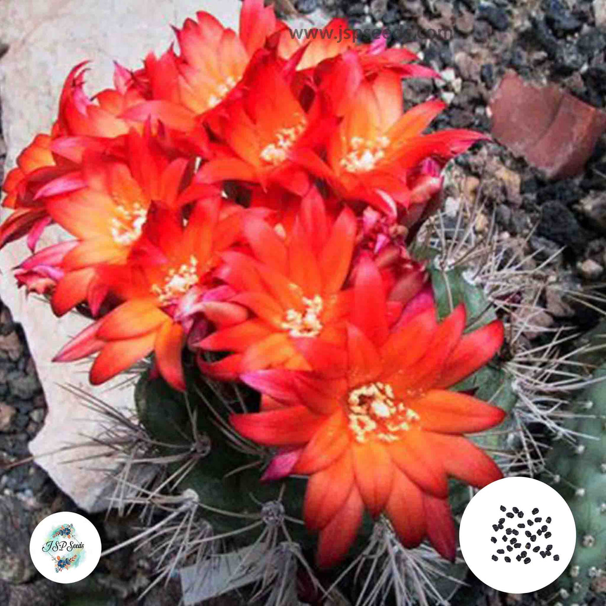 40 Seeds Matucana oreodoxa, Eomatucana Cactus Succulent seeds