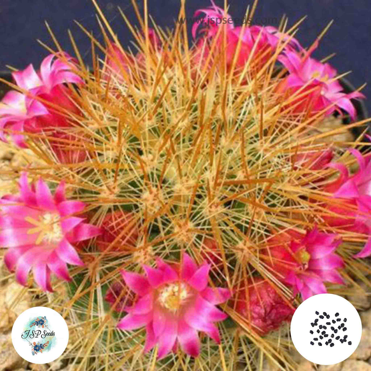 40 Seeds Mammillaria rekoi v. Aureispina Cactus Succulent seeds