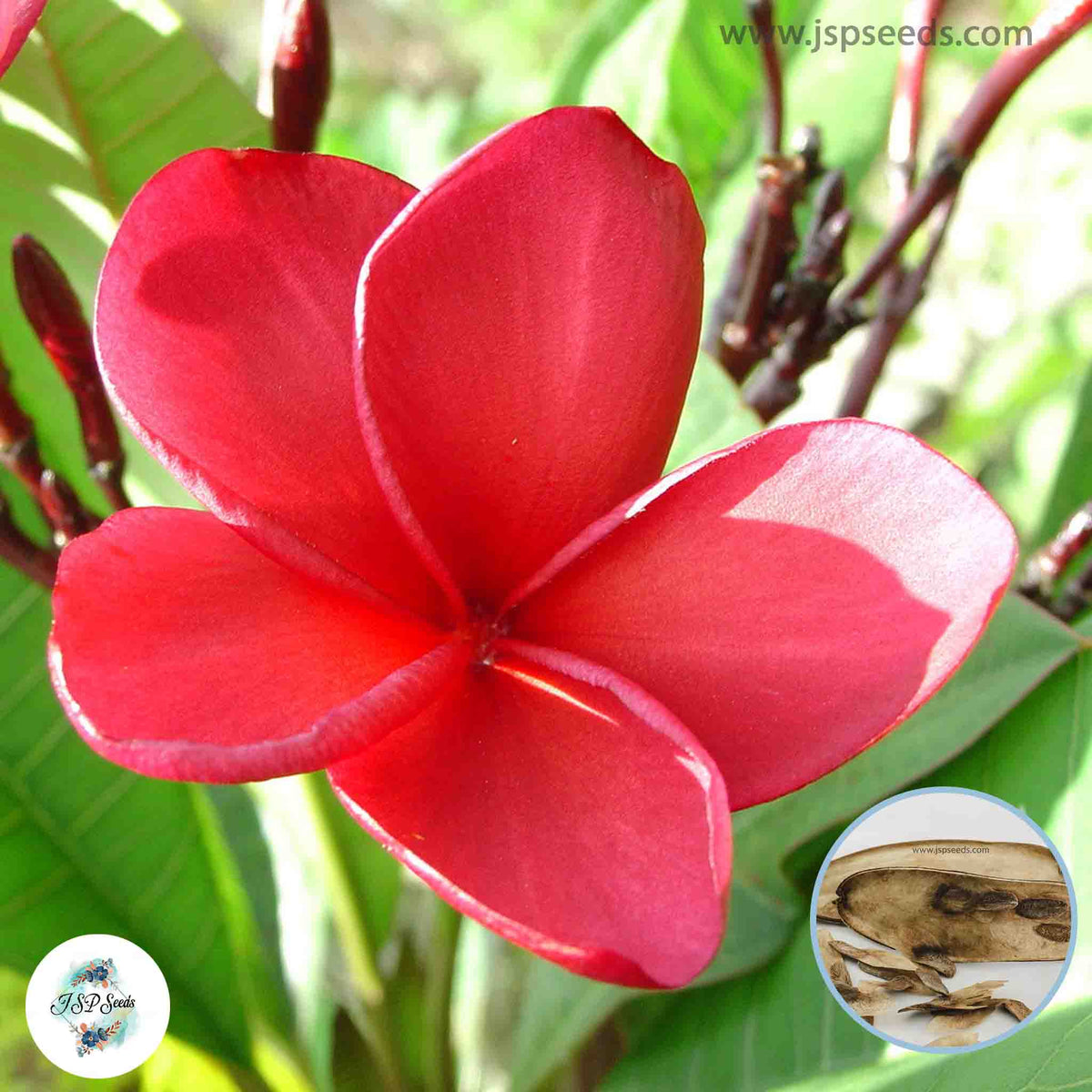 20 Thai Deng 59 Plumeria Rubra (Frangipani) Seeds Fresh Flower New Seeds