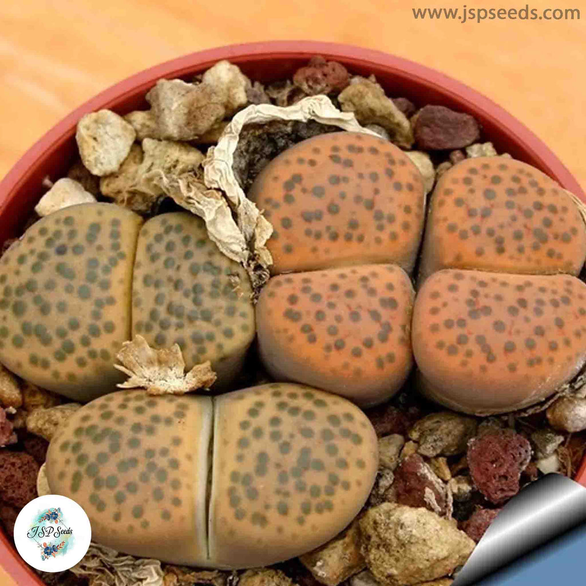 Lithops fulviceps / Living stones / 40 seeds