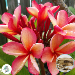 20 Thai Reen Thong Plumeria Rubra (Frangipani) Seeds Fresh Flower New Seeds