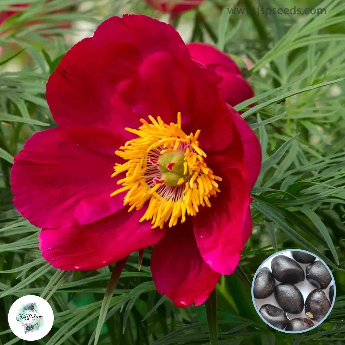 20 Fern Leaf Peony Paeoniaceae Paeonia suffruticosa Tree Flower Plant Seeds (Lucky Flower) Seeds (Flower Garden Potted Plants)