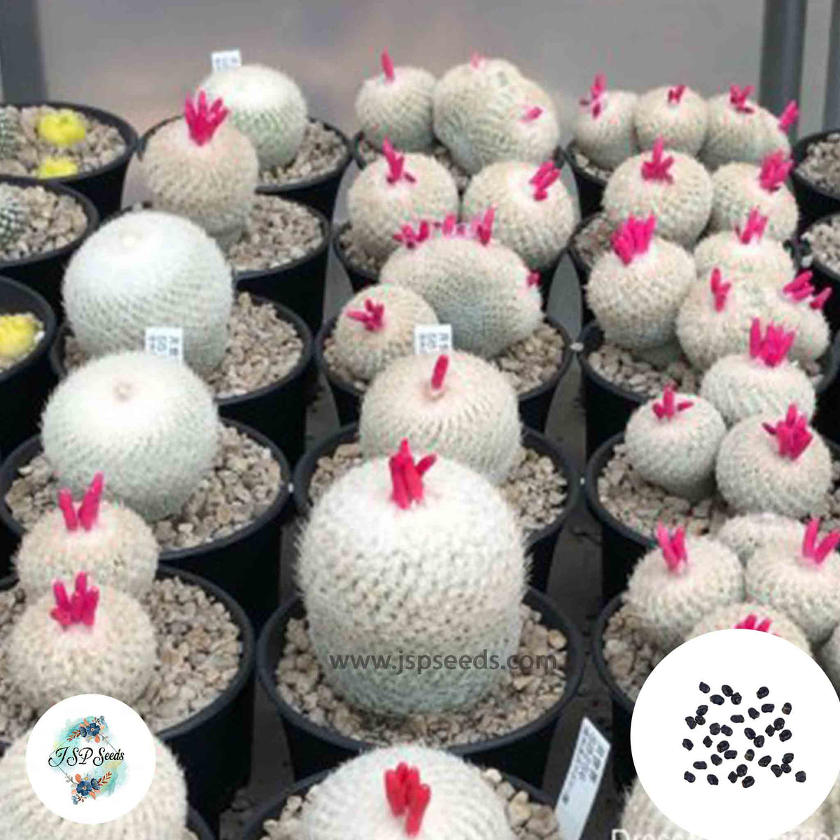 40 Seeds Epithelantha Mix Cactus Succulent seeds