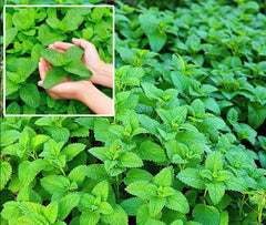 100 Lemon Balm Seeds Mentha Citrata