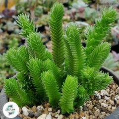 Crassula ericoides / 40 seeds (Large Whipcord)