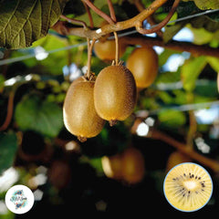 30 Dwarf Golden Kiwi Seeds Homegrown Edible Garden Fruit Tree Seeds (Vegetable)