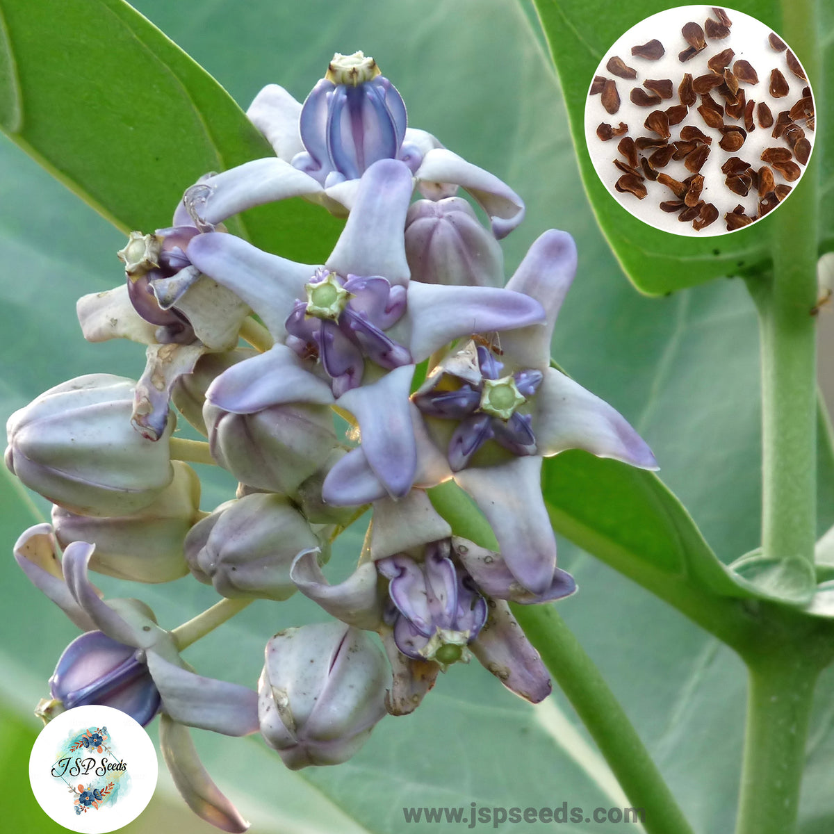 20 Purple Crown Flower, Calotropis Gigantea, Giant Indian Milkweed, Gigantic Seeds (Asia Flower)