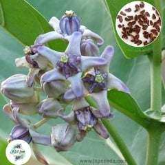 20 Purple Crown Flower, Calotropis Gigantea, Giant Indian Milkweed, Gigantic Seeds (Asia Flower)