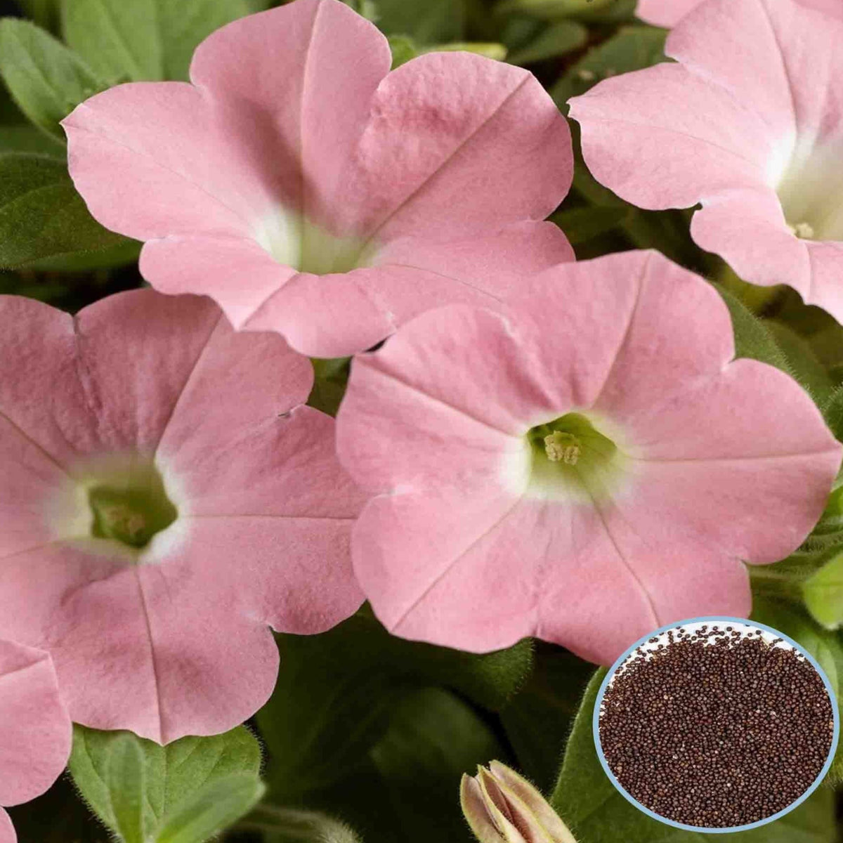 1000 Bright Pink Dekko Petunia Seeds Grandiflora, Multiflora, Milliflora Perennial Flowers Annual Seeds (Flower)