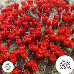 40 Seeds Echinocereus triglochidiatus Cactus Succulent seeds