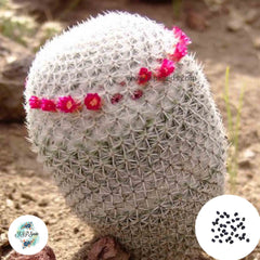 40 Seeds Mammillaria albilanata Cactus Succulent seeds