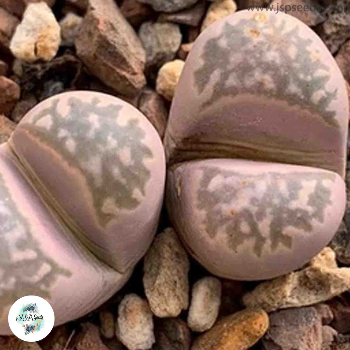 Lithops marmorata / Living stones / 40 seeds