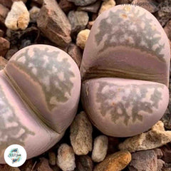 Lithops marmorata / Living stones / 40 seeds