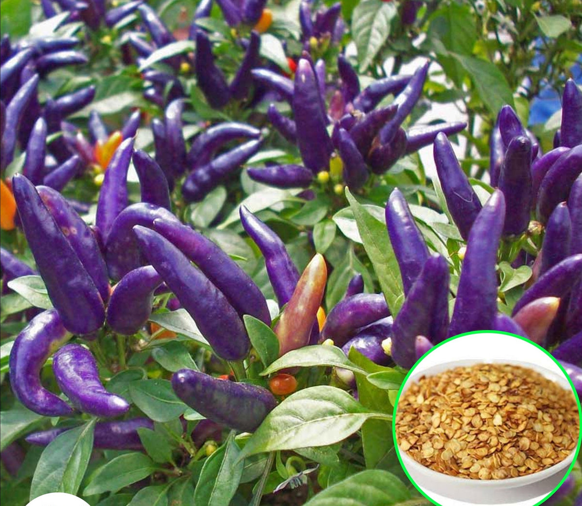 100 Pepper Amethyst Pepper Purple Chilli Spicy Hot Seeds (Asia Vegetable) Heirloom NON GMO Fresh