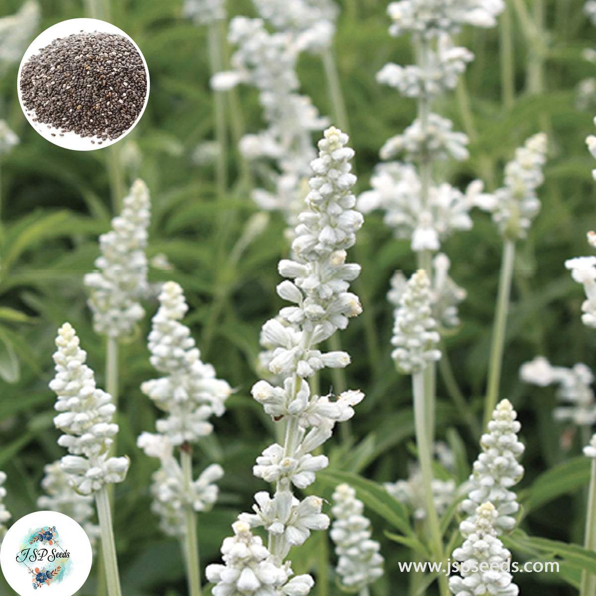 200 White Salvia Perennial Hummingbirds Butterflies Flower Seeds