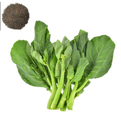 1000 Chinese Kale Kailaan Chinese Broccoli Gai Lan Choi Seeds (Asia Vegetable)