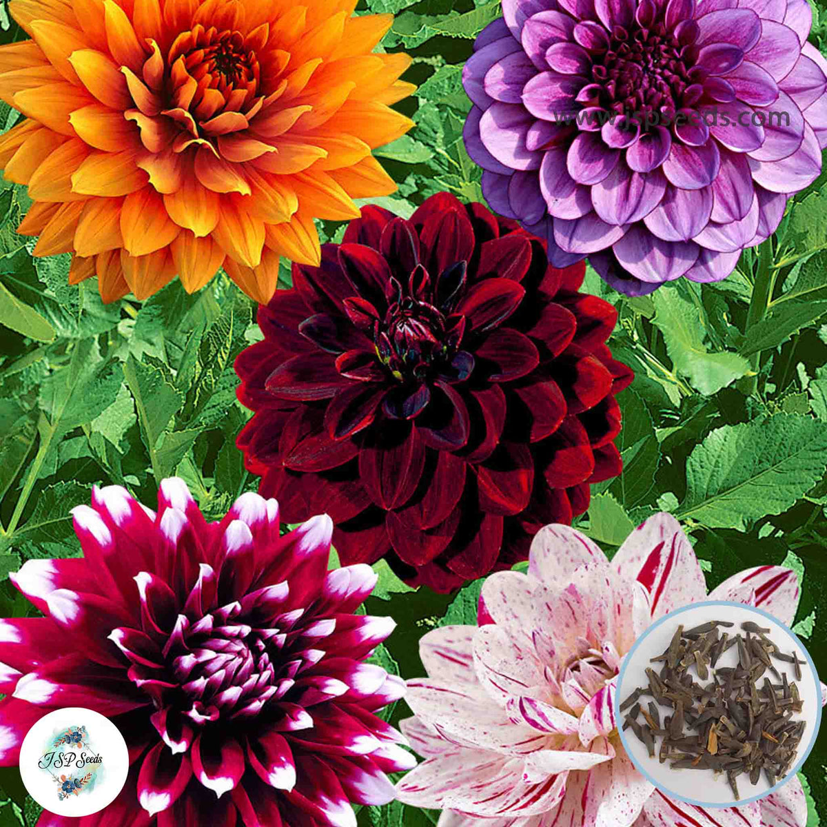 50 Mix Dahlia Seeds (Flower Garden Potted Plants)