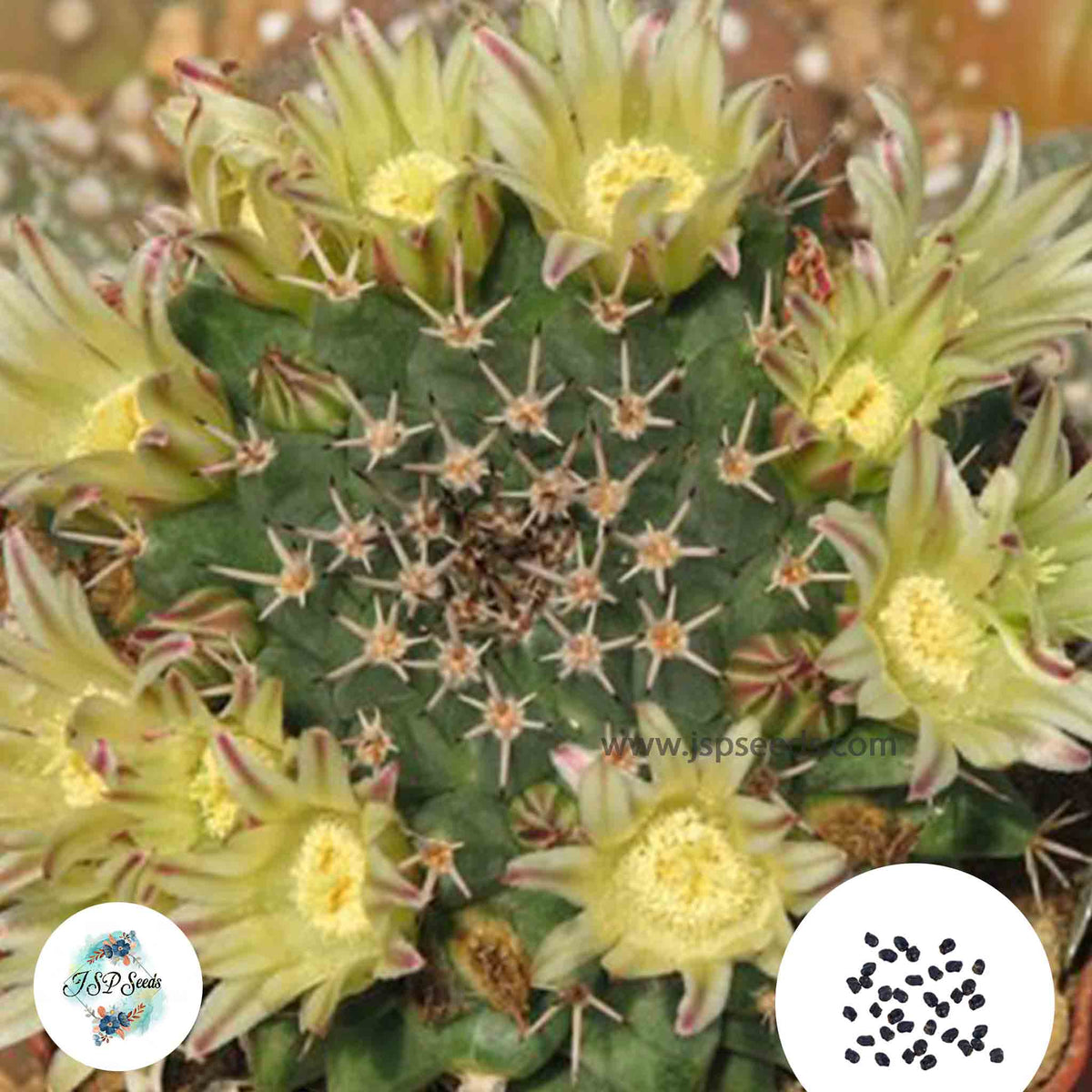 40 Seeds Mammillaria peninsularis Cactus Succulent seeds