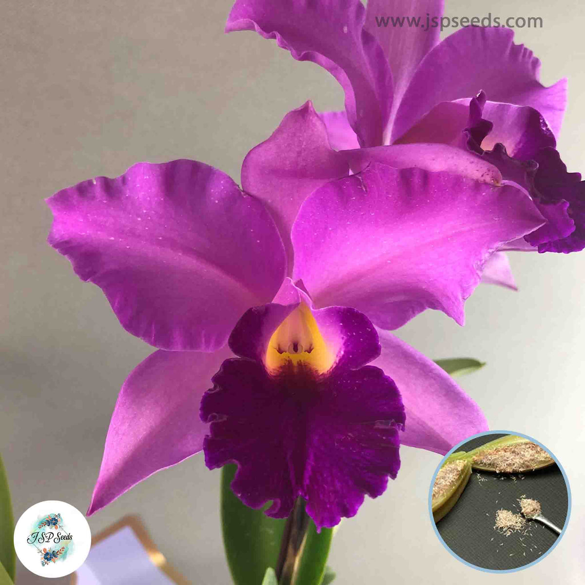 50 Purple Pink Cattleya Orchid flower Seeds (Flower Garden Potted Plants)Thailand Orchids