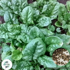 100 Spinach Viroflay Organic Heirloom Seeds (Vegetable) Non Gmo