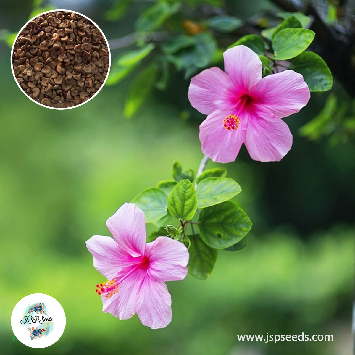 35 Mini Pink Hibiscus Beautiful Hardy Perennials Seeds (Asia Flower Garden Plants)