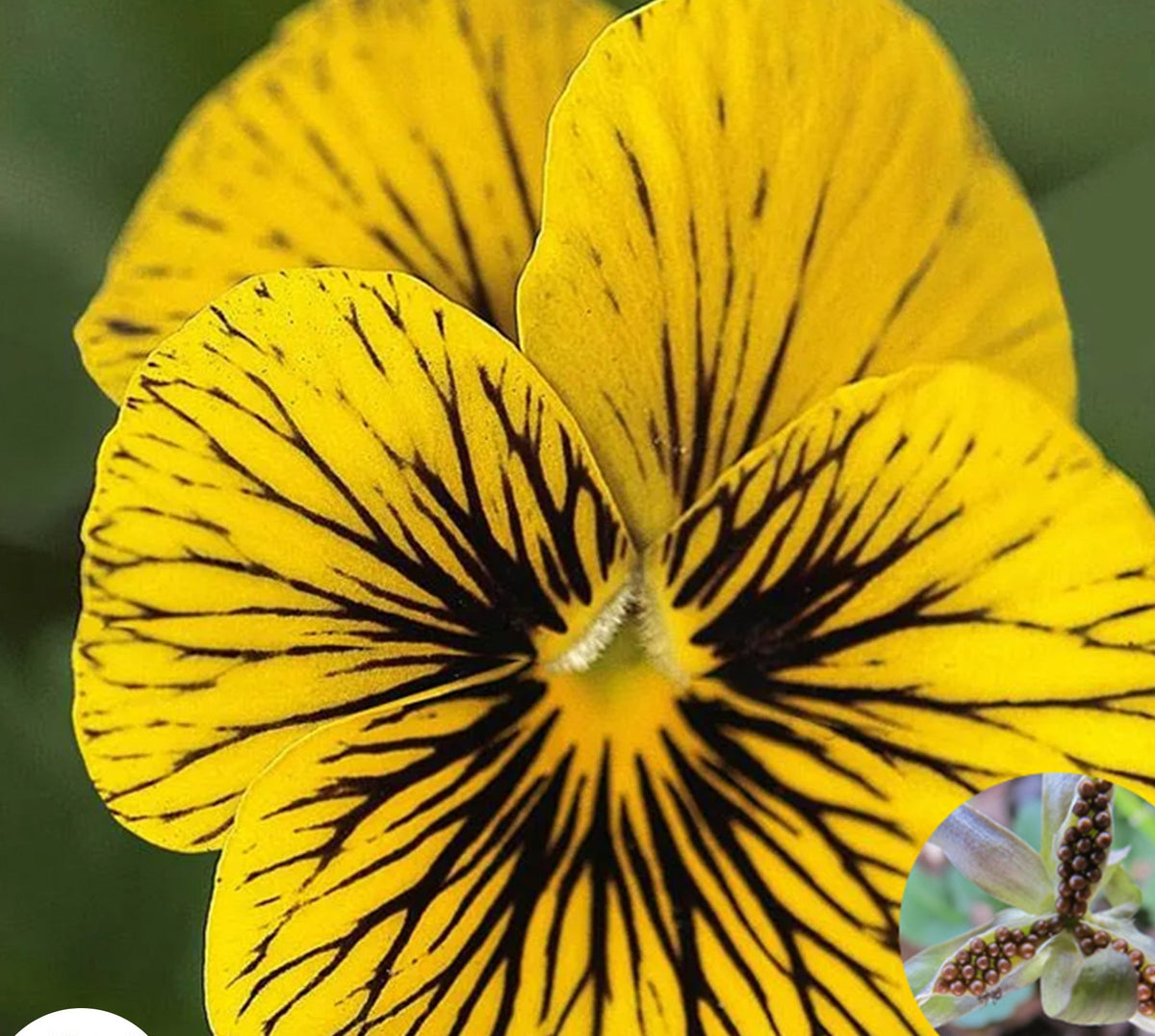 100 Tiger Pansy Seeds Perennial Butterfly Flowers (Viola Cornuta Sorbet Series)