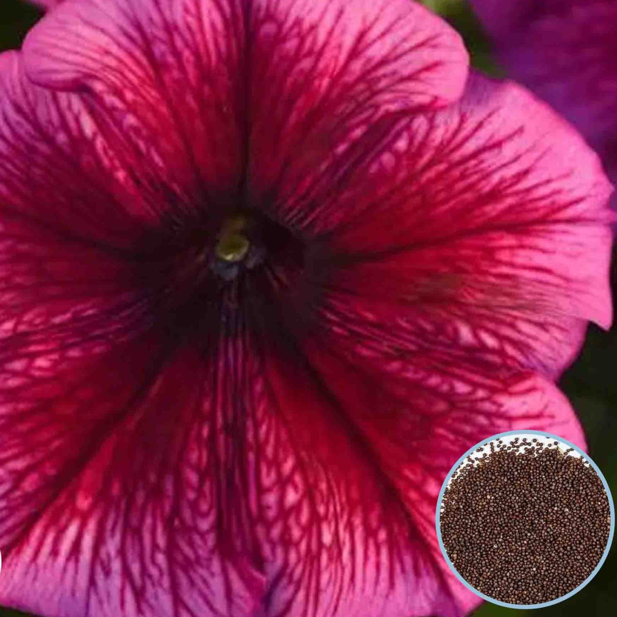 1000 Plum Mirage Petunia Seeds Grandiflora, Multiflora, Milliflora Perennial Flowers Annual Seeds (Flower)