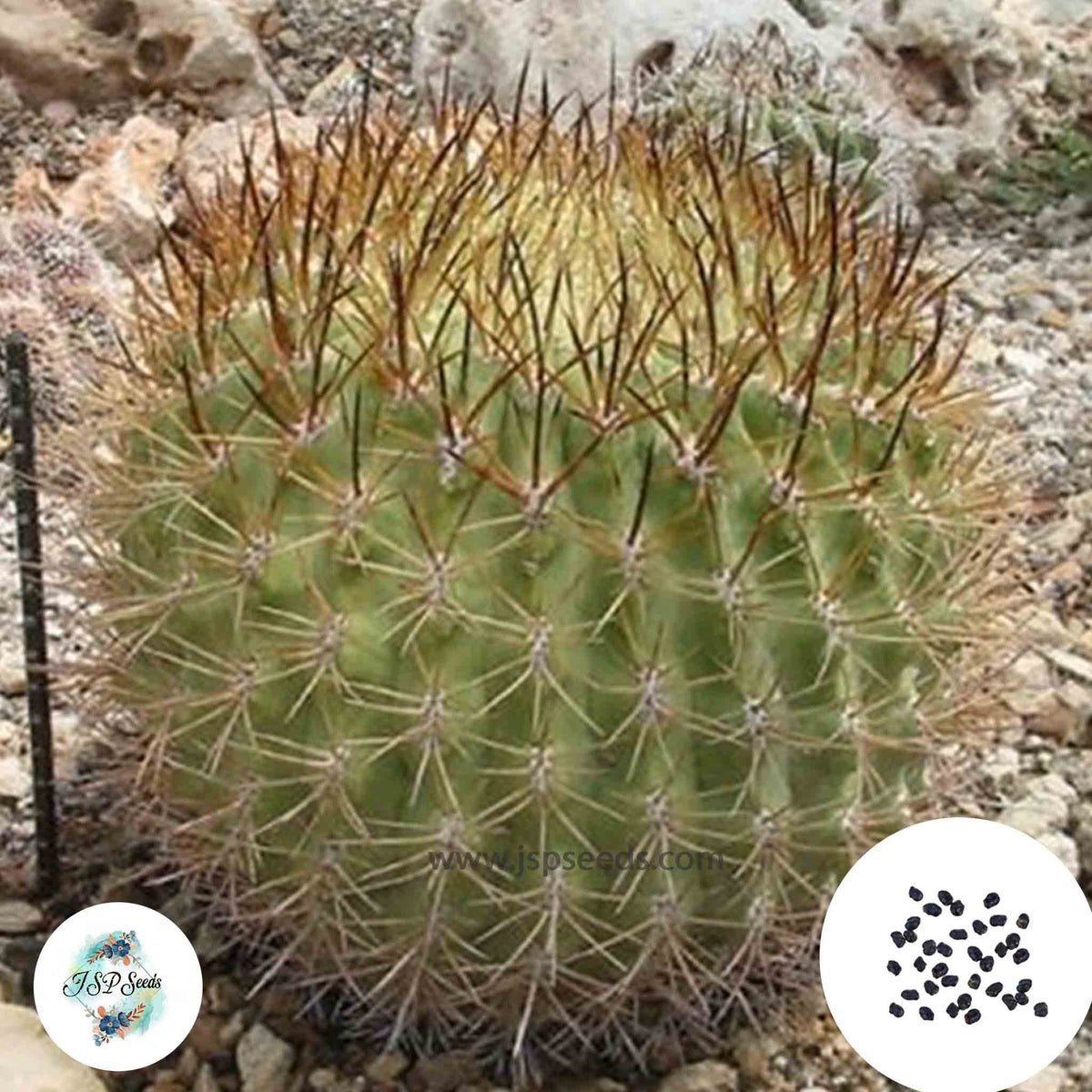 40 Seeds Eriosyce sandillon Cactus Succulent seeds