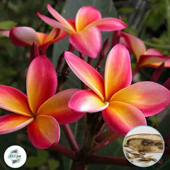 20 Thai Ratee Plumeria Rubra (Frangipani) Seeds Fresh Flower New Seeds