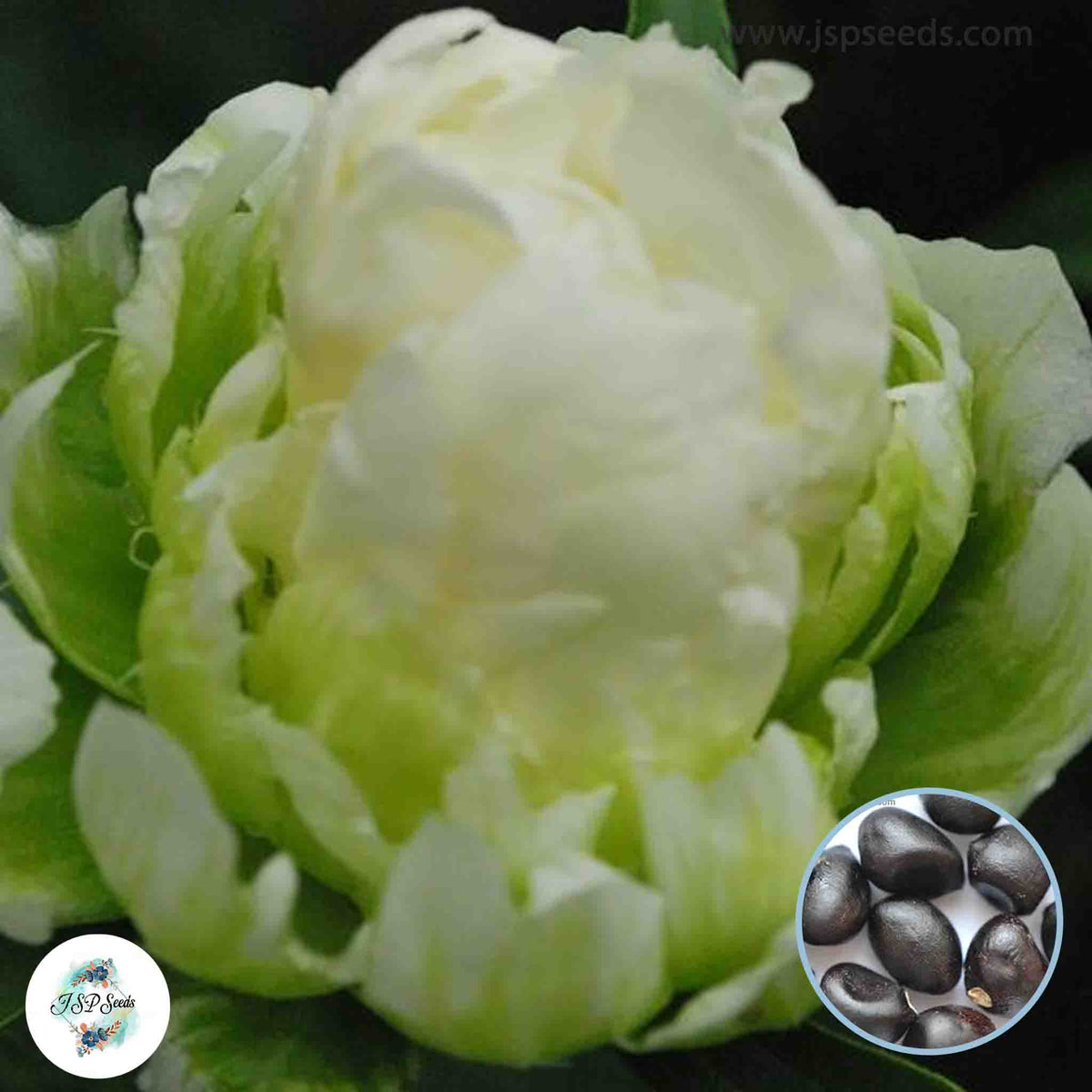 20 Green Halo Peony Paeoniaceae Paeonia suffruticosa Tree Flower Plant Seeds (Lucky Flower) (Flower Garden Potted Plants)