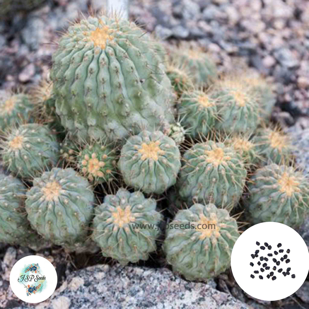 40 Seeds Copiapoa gigantea Cactus Succulent seeds