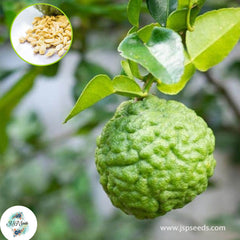 30 Kaffir Lime Citrus Aurantifolia Organic Fruit Lemon Tree High Vitamin Good Seeds