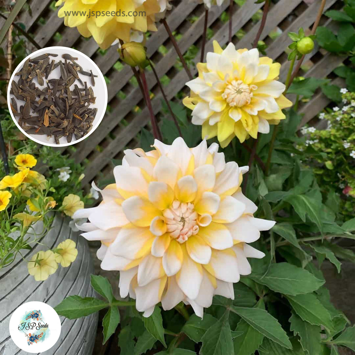 50 Seattle Dahlia Seeds (Flower Garden Potted Plants)