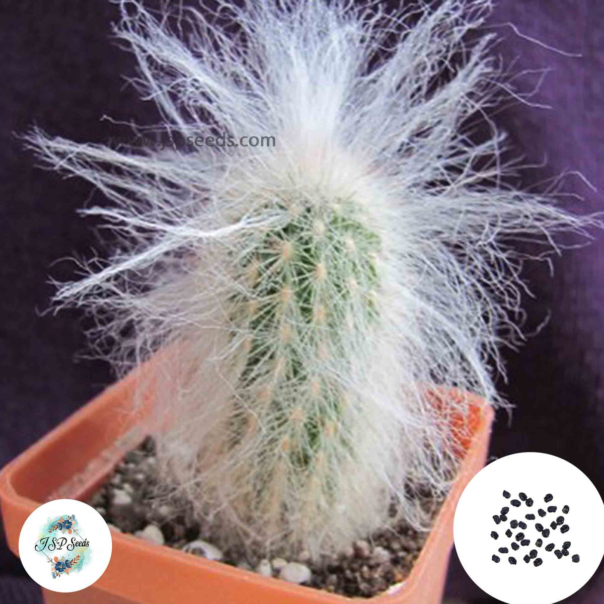 40 Seeds Espostoa ritterii Cactus Succulent seeds