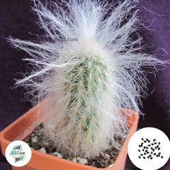 40 Seeds Espostoa ritterii Cactus Succulent seeds