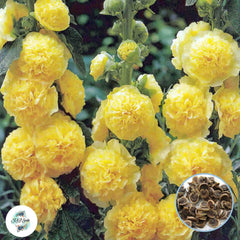 50 Yellow Double Hollyhock Perennial Flower Seed ROSEA LINN