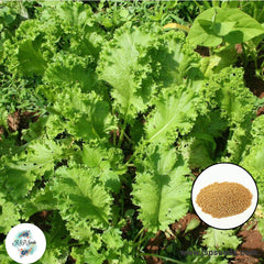 100 Japanese Mustard Wasabi Organic Heirloom Seeds (Vegetable) Non Gmo