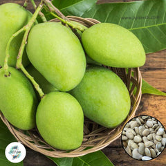 5 Thai Green Mini Mango Seeds (Asia Fruit) Delicious Mango Fruit Tree (Mangifera indica L.)