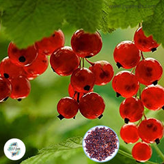 30 Red Currant Fruit Plant Pan-american Gooseberry Bonsai Lantern Garden Sementes Da Fruta Flores Seeds