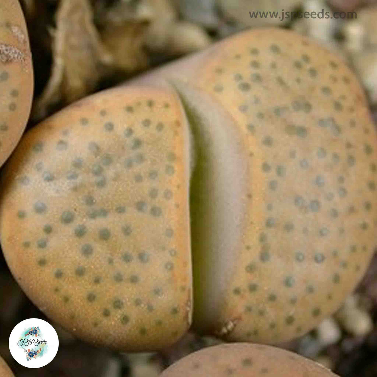 Lithops fulviceps C220 / 40 seeds