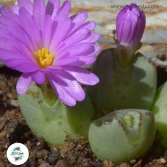 Conophytum antonii [RARE] / 40 seeds